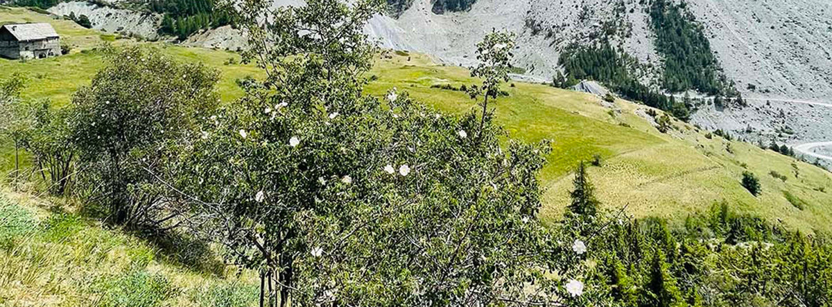 Green, floral valley with mountains in the background