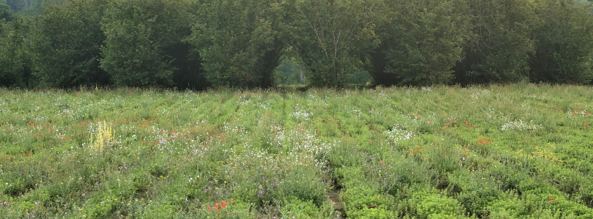 Relax Infusion: the origin story